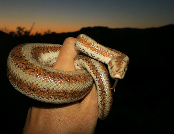 Rosy Boa
